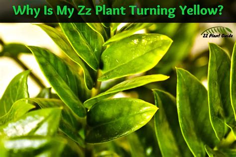 Why Is My Zz Plant Turning Yellow Causes Solutions Explained