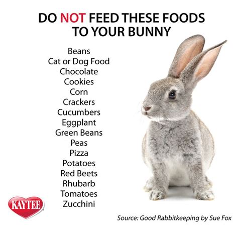 Keep Your Loved Pet Rabbit Safe Read This List Of Foods To Never Feed