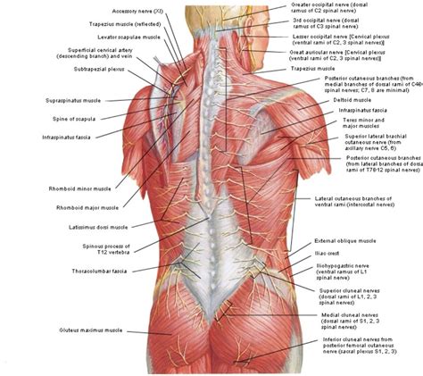 The back muscles have a small effective perpendicular lever arm, rb⊥, and must therefore exert a large force fb. Posterior view of the superficial muscles of the back | Spinal nerve, Plexus products