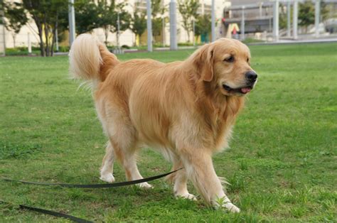 9 Reason Golden Retriever Are Underrated It Is Time They Get Some More