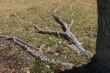 In addition to the intake of air, water, and nutrients through the soil, tree roots also help to anchor the plant in place and they will continue to spread laterally below the ground as the tree matures. Roots at surface - Maintenance - Landscape plants - Edward ...