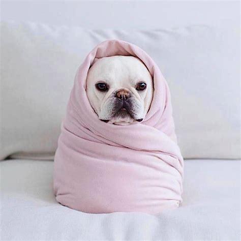 Dogs Wrapped In Blankets Like Adorable Burritos