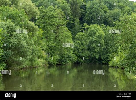 Big river flows through the pristine beauty of a green european wood