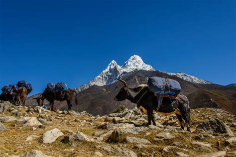 From Farm To Peak The Lifestyle Of The Sherpas Himalayan Magazine