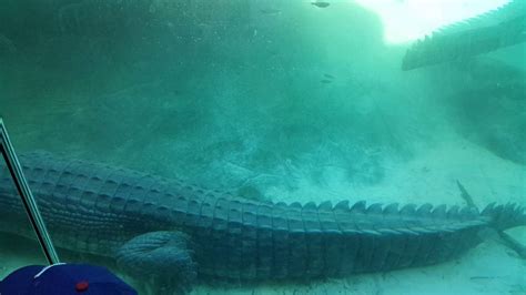 Alligator At Fort Worth Youtube