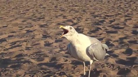 Seagulls Screaming Youtube