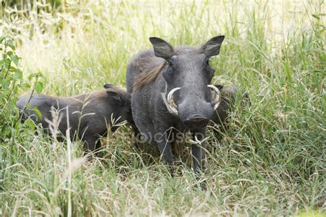 Female Common Warthog — Common Warthogs Natural Stock Photo 167579690