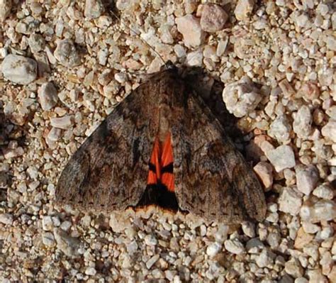 Jessicas Underwing Moth In The Sonoran Desert