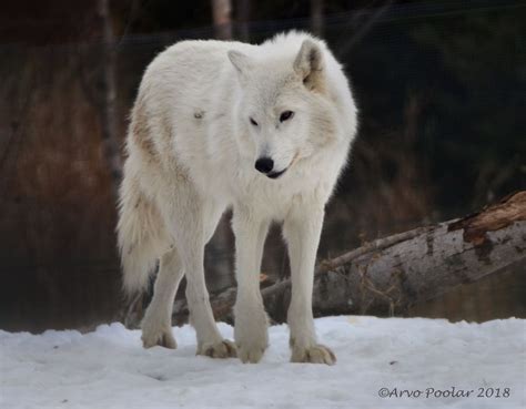 Arctic Wolf Beautiful Wolves Animals Beautiful Cute Animals Three