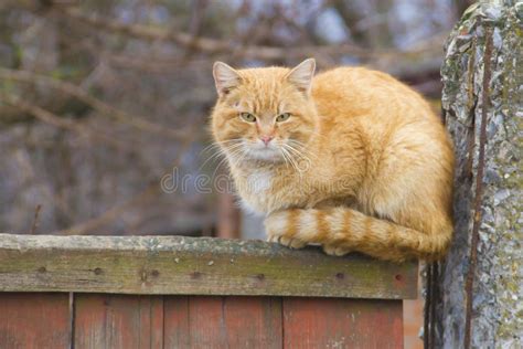 Cat Sitting On The Fence Stock Photo Image Of Watching