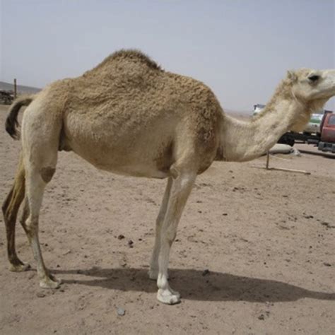 Bactrian camels are diurnal, which means they sleep at night and forage for food during the day. Hybrid between Arvana dromedary and Kazakh Bactrian ...