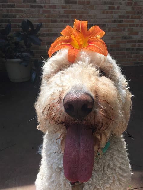 They now live white bear lake, mn. #maggie # Hawaiianflower #dog #labradoodle | Labradoodle ...