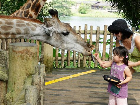 Feed The Animals Singapore Zoo Wildlife Reserves Singapore