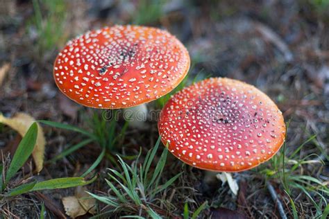 Red Mushroom Stock Image Image Of White Fungus Gilled 57118843