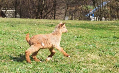 Baby Goat Running Stock Image Image Of Spring Meadow 29834117
