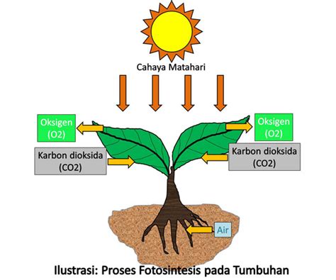 We did not find results for: Mengenal Proses Fotosintesis pada Tumbuhan - Berbagi Ilmu ...