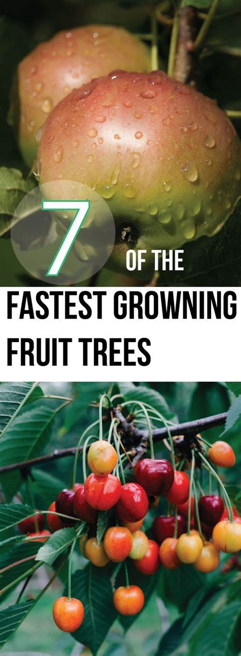 With a climate that ranges from himalayan to tropical, india has much to offer in terms of fruit diversity. 7 Of The Fastest Growing Fruit Trees - Making DIY Fun ...