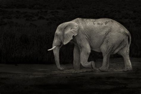 Elephant In The Dark Photograph By Mario Moreno Fine Art America