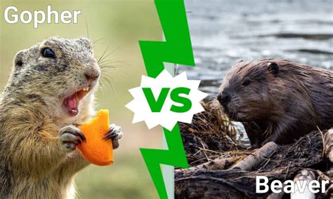 Gopher Vs Beaver What Are 8 Key Differences Az Animals
