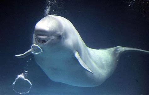 Beluga Whales Blowing Bubbles In Japan Gagdaily News