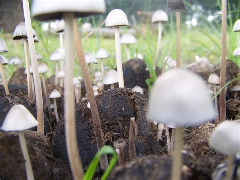 Identifying Texas Mushrooms Mushroom Hunting And