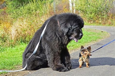 More images for the angriest dog in the world » 15 maiores cães no mundo 5b | Newfoundland dog, Big dogs ...