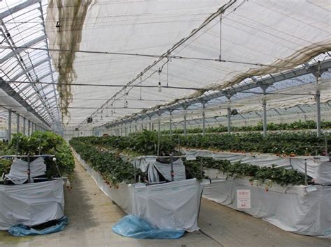 Known as the king of fruits, mango is considered to be one of the most delicious fruits. Chikushino Strawberry Farm | Japan Fruits - Information on ...