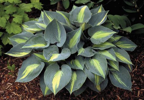 Hosta ‘touch Of Class Kiefer Nursery Trees Shrubs Perennials