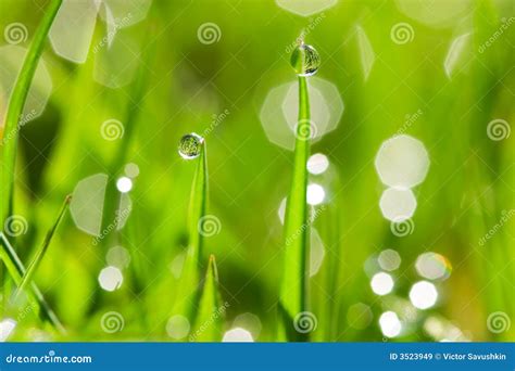 Morning Dew Drops On The Green Grass Stock Image Image Of Colorful
