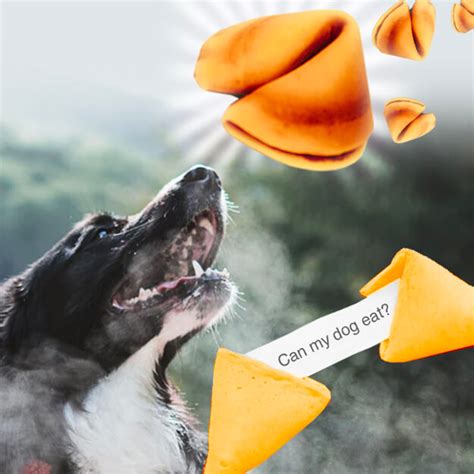 Can Dogs Eat Fortune Cookies? - Dog Leash Pro