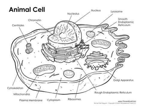 Additionally plant cells are more of a box shape because of. Questions And Answers On Labeled/Unlebled Diagrams Of A Human Cell : Diagram Nail Labeling ...