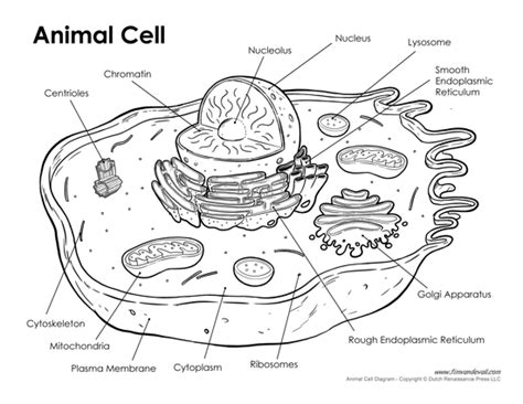 Animal cell diagram reviewed by umasa on 14:32 rating: Printable Animal Cell Diagram - Labeled, Unlabeled, and Blank