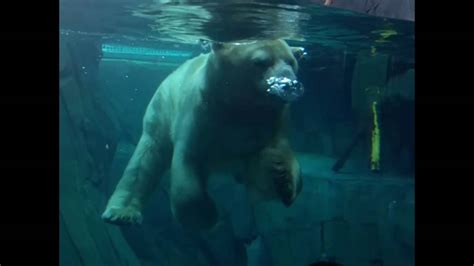 Check spelling or type a new query. Awesome polar bear at st louis zoo - YouTube