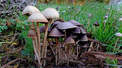 Finding Magic Mushrooms In Asia Breaking Asia