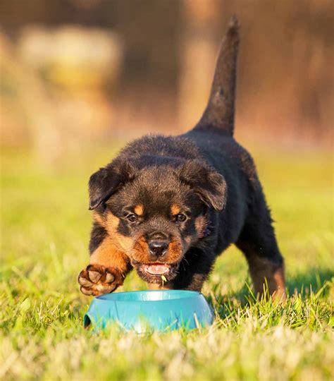 High in protein, moderate in fat, and low in carbs—these are the main characteristics of biologically appropriate food for these big fellas. Best Food For Rottweiler Puppy Dogs - Reviews, Tips and ...