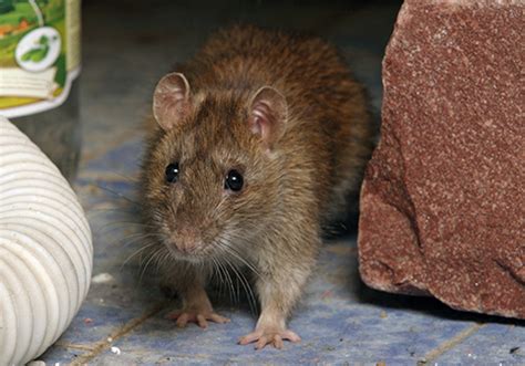 If it's food, they will eat part of it and also carry it away to the nest area as they mice will frequent that area to get the food and even setup a nest behind the stove. How to Get Rid of Rats