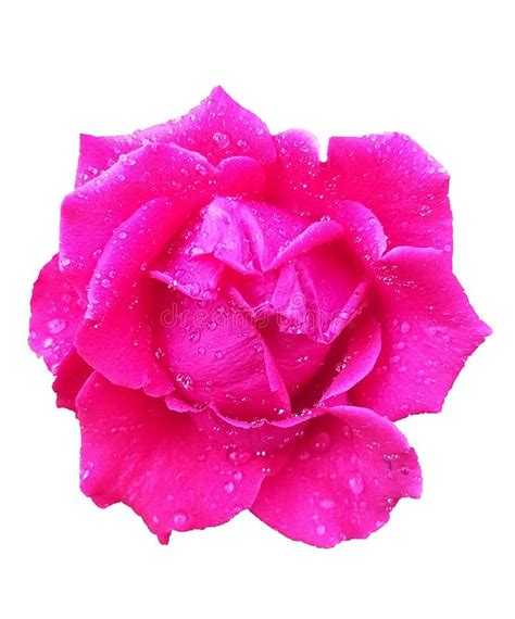 Pink Rose Flowers Of Love Stock Photo Image Of Beautiful 137449648