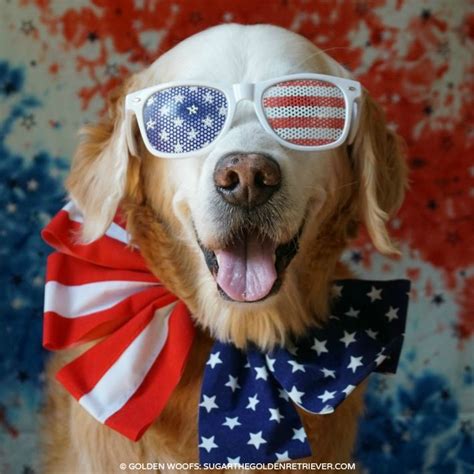 Patriotic Dog Have A Fun Safe Fourth Of July Sugar The Golden