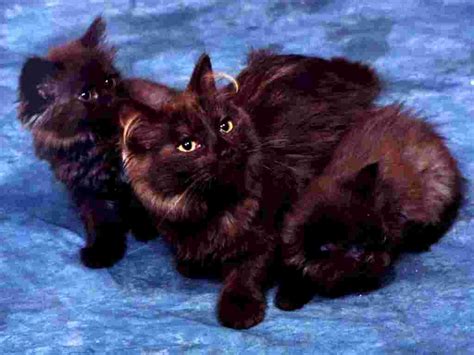 Black British Semi Longhair Cats Photo And Wallpaper