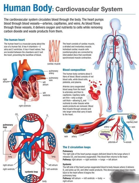 Chart Of Circulatory System