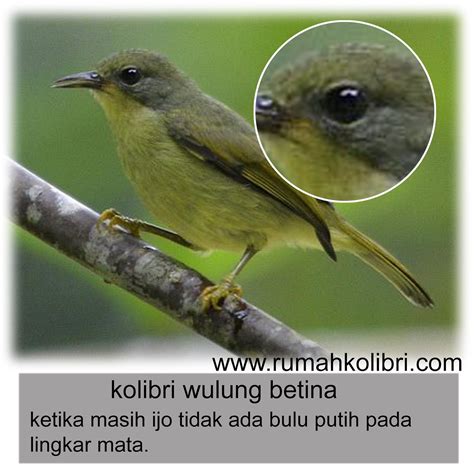 We did not find results for: Download Gambar Burung Kolibri Ninja | Pickini