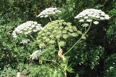 Kingsdowner Return To The Giant Hogweed