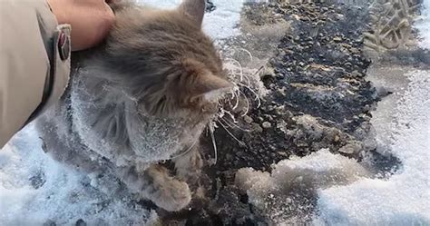 Couple Rescue Stray Cat Frozen To The Ground