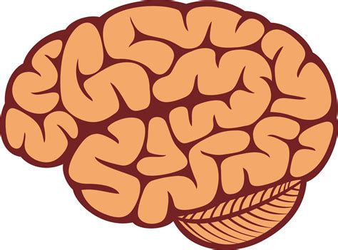 The Human Brain Png Illustration 8513565 PNG