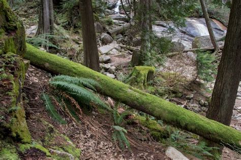 Premium Photo Moss Covered Trees In A Forest Nairn Falls Provincial