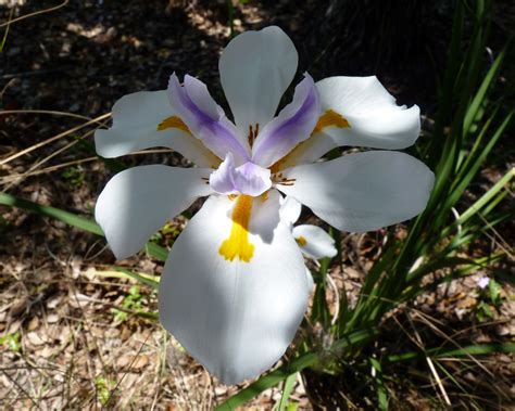 My Florida Backyard Wordless Wednesday Flowers Bloom
