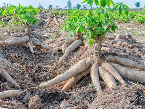 Mutation May Be Responsible For Disease Resistance In Cassava Orchard