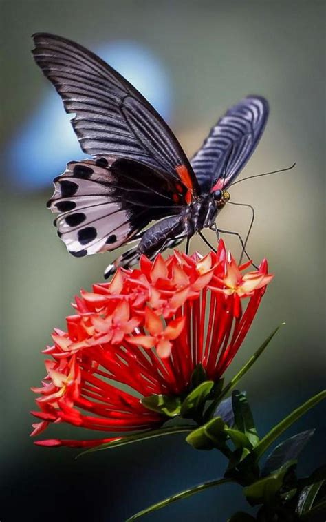 La Beauté De La Planète Jolies Photos De Papillons
