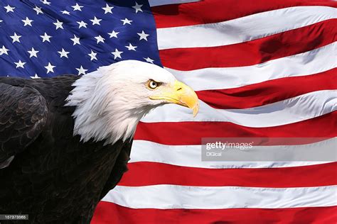 American flag eagle wallpaper by cowboynation308 50 on zedge. Bald Eagle American Flag High-Res Stock Photo - Getty Images