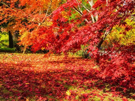 Colorful Fall Leaves On Japanese Maple Trees Photograph By